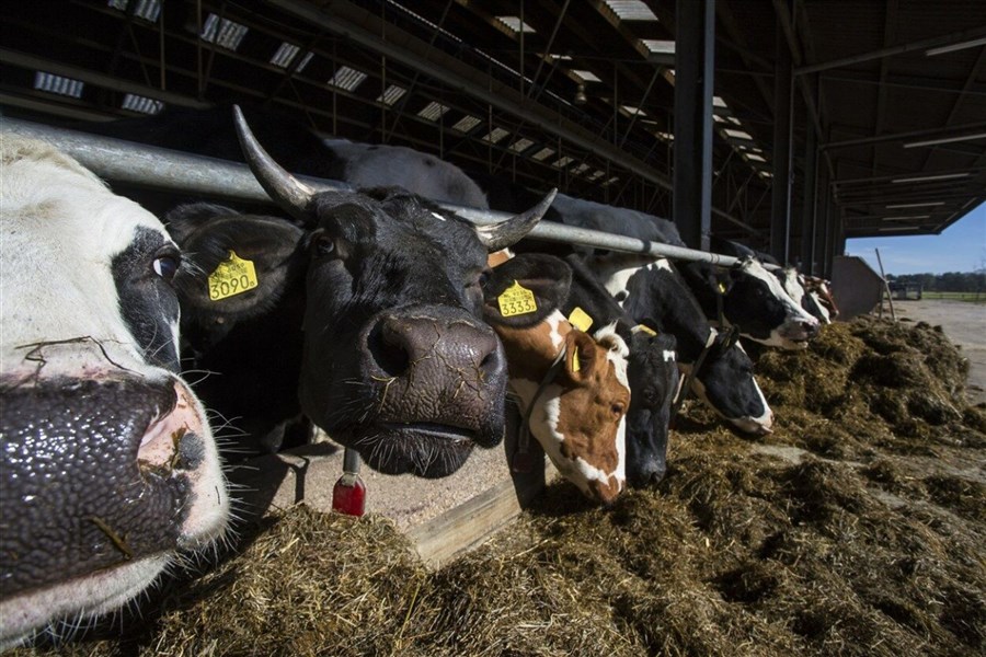 Bericht Reactie Brabant op uitspraak emissiearme melkveestallen bekijken
