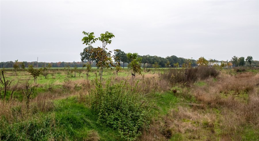 Bericht Brabant koploper agroforestry bekijken