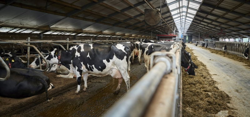 Bericht Provincie ontwikkelt hulpmiddel voor veehouders om vergunning aan te vragen bekijken
