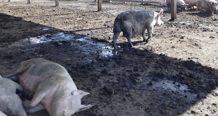 Bericht Ammoniakreductie in stallen voor biologische varkens bekijken